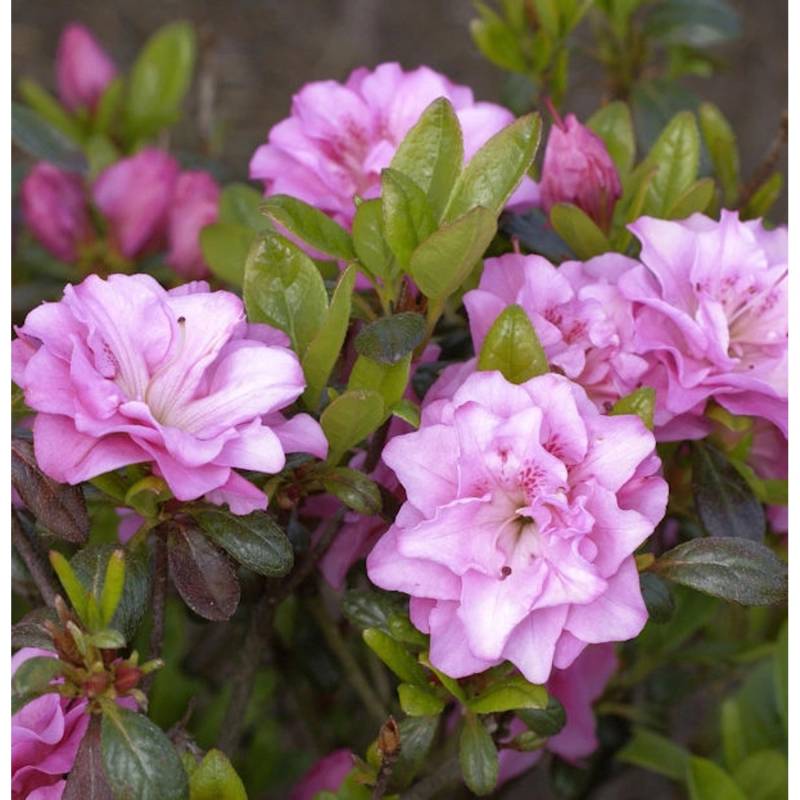 Japanische Azalee Rosinetta 15-20cm - Rhododendron obtusum Japanische Azalee Rosinetta 15-20cm - Rhododendron obtusum von Die Nr-01.de