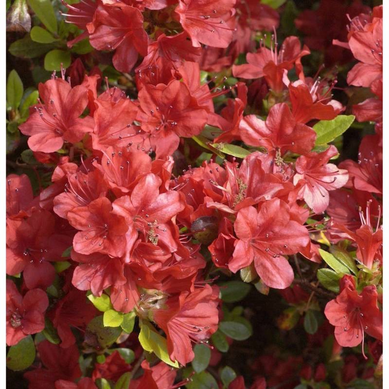 Japanische Azalee Rotstein 15-20cm - Rhododendron obtusum - Zwerg Alpenrose Japanische Azalee Rotstein 15-20cm - Rhododendron obtusum - Zwerg Alpenrose von Die Nr-01.de