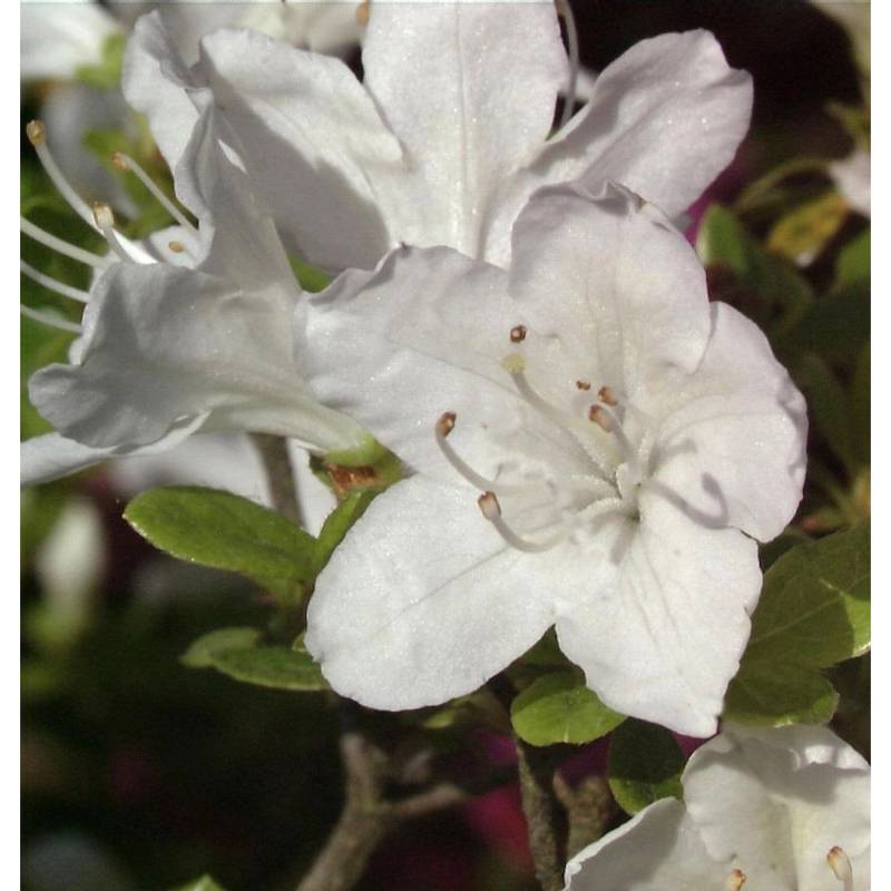 Japanische Azalee Schneesturm 25-30cm - Rhododendron obtusum - Zwerg Alpenrose von Die Nr-01.de