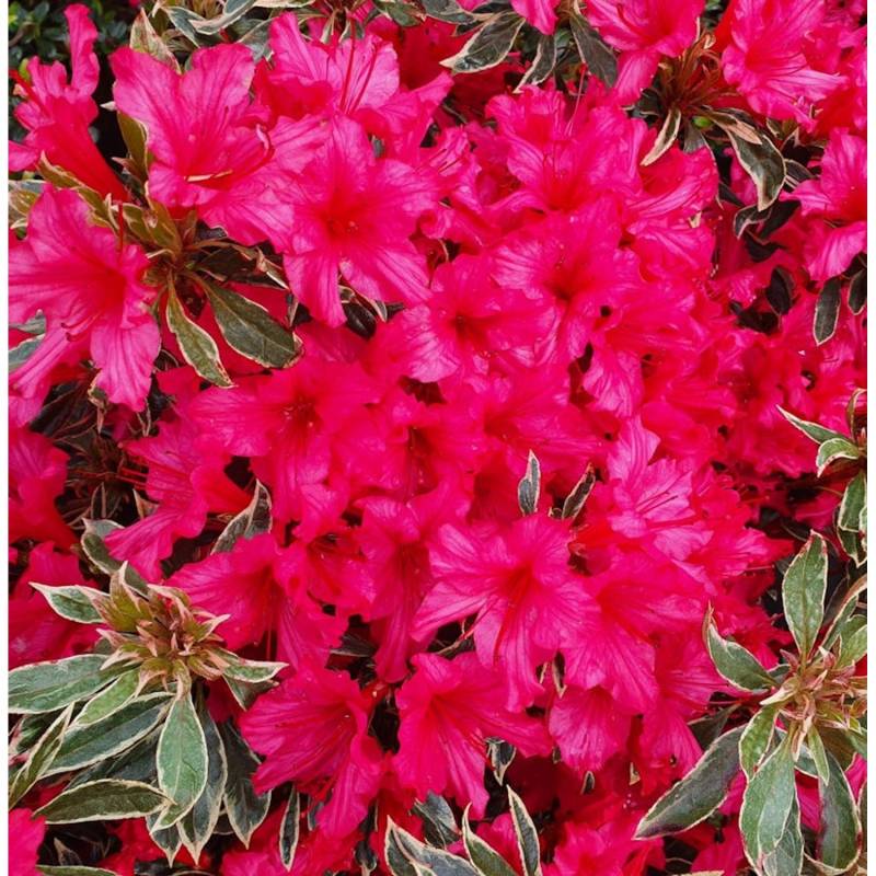 Japanische Azalee Silver Sword 40-50cm - Rhododendron obtusum - Zwerg Alpenrose von Die Nr-01.de