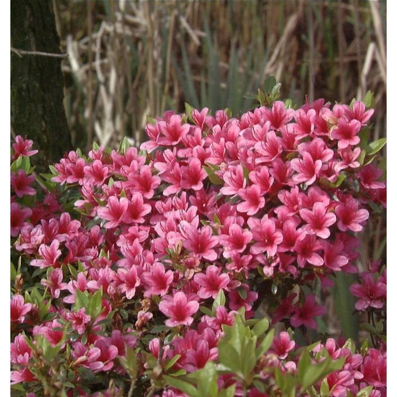 Japanische Azalee Silvester 30-40cm - Rhododendron obtusum - Zwerg Alpenrose von Die Nr-01.de