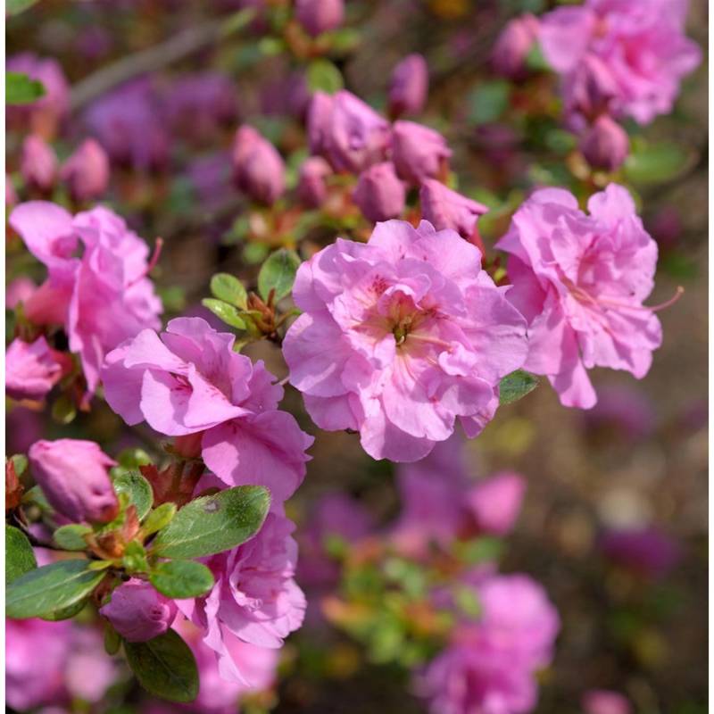 Japanische Azalee Thekla 25-30cm - Rhododendron obtusum - Zwerg Alpenrose von Die Nr-01.de