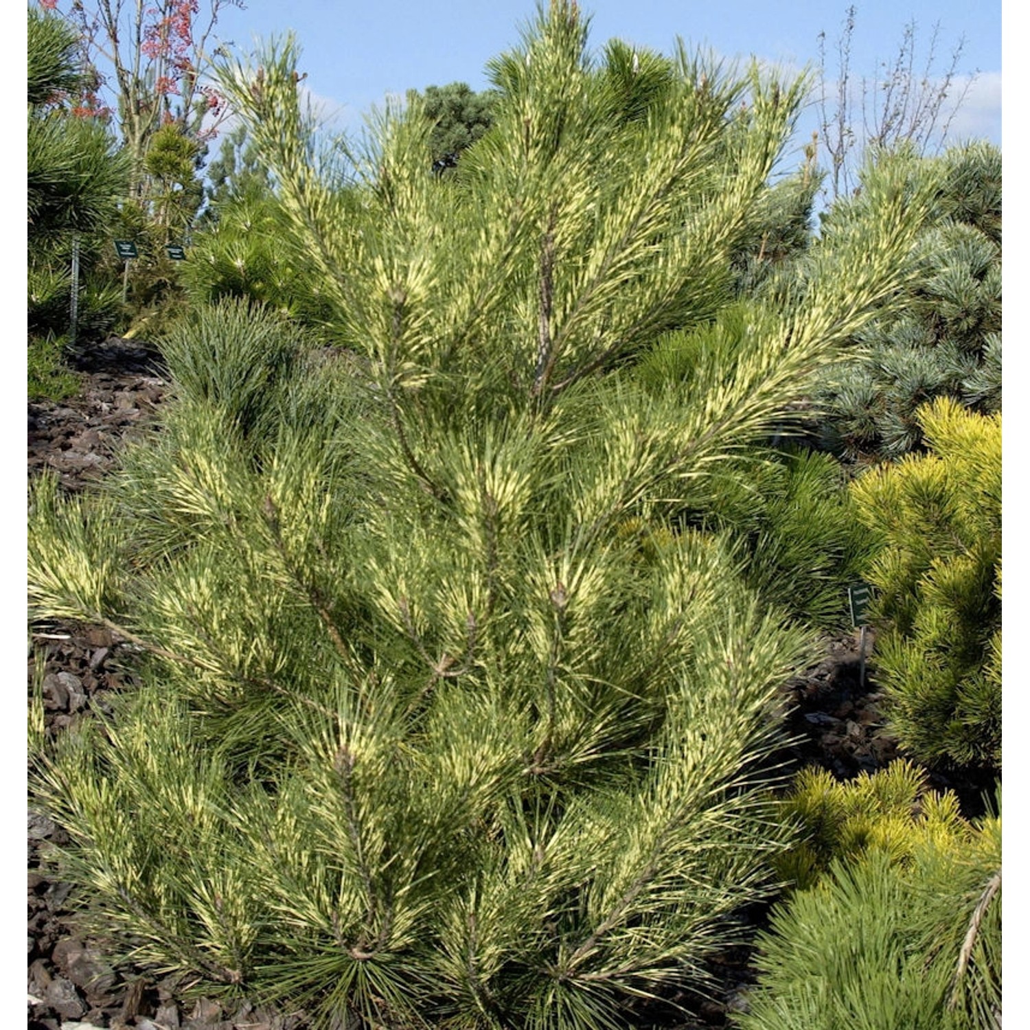 Japanische Rotkiefer Oculus Draconis 70-80cm - Pinus densiflora Japanische Rotkiefer Oculus Draconis 70-80cm - Pinus densiflora von Die Nr-01.de