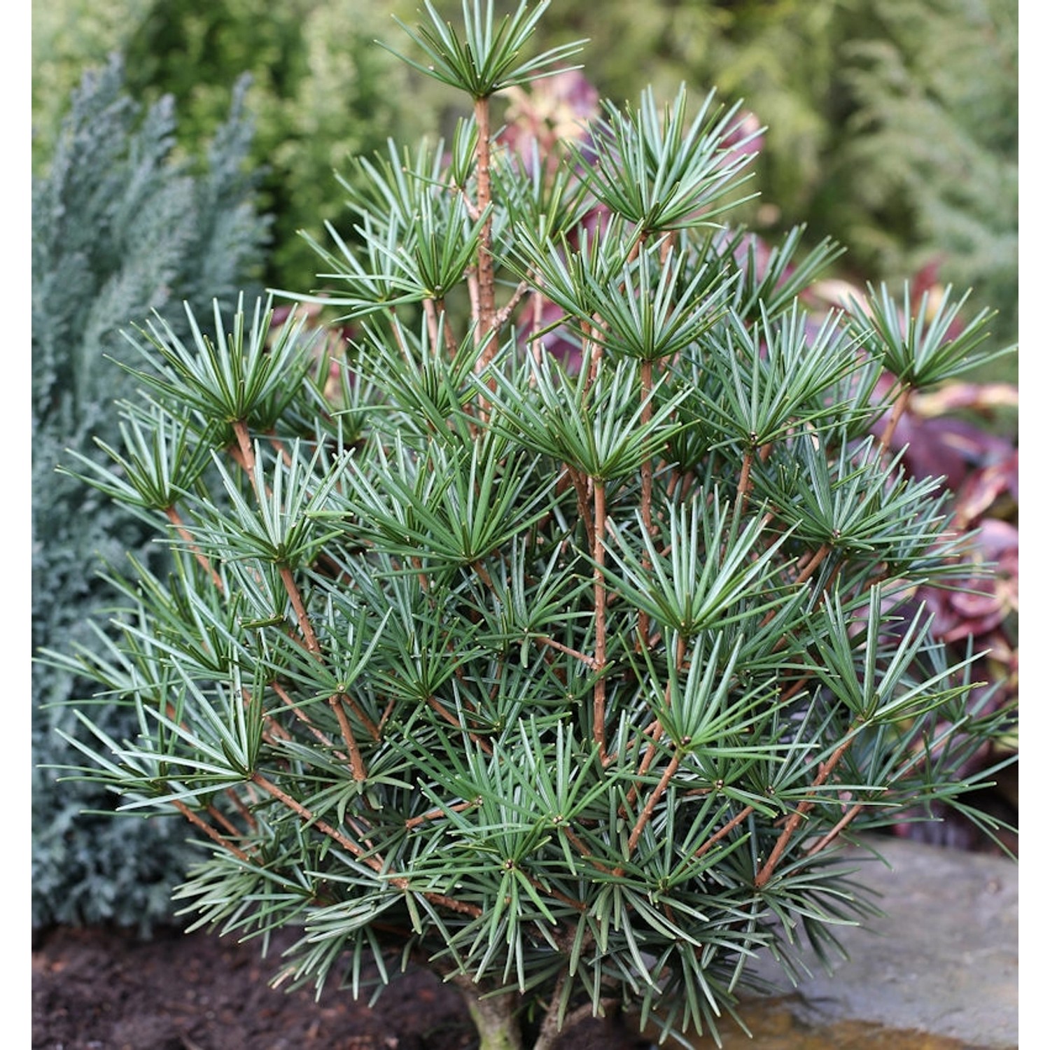 Japanische Schirmtanne Beauty Green 30-40cm - Sciadopitys verticillata Japanische Schirmtanne Beauty Green 30-40cm - Sciadopitys verticillata von Die Nr-01.de
