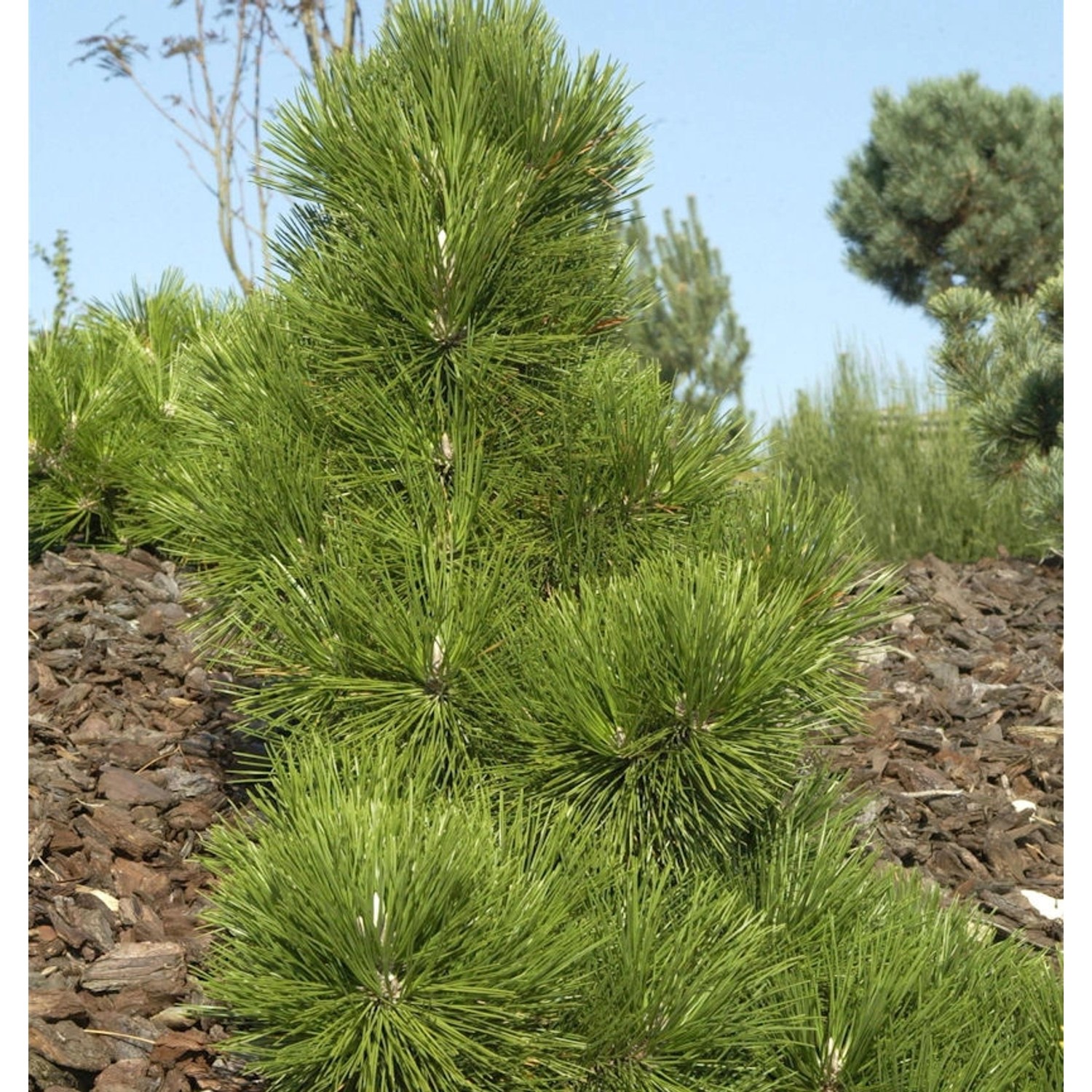 Japanische Schwarz-Kiefer Thunderhead 25-30cm - Pinus thunbergii Japanische Schwarz-Kiefer Thunderhead 25-30cm - Pinus thunbergii von Die Nr-01.de
