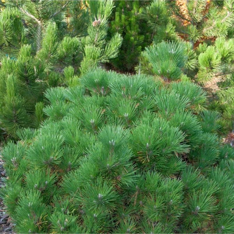 Japanische Schwarzkiefer Maijima 50-60cm - Pinus thunbergii Japanische Schwarzkiefer Maijima 50-60cm - Pinus thunbergii von Die Nr-01.de