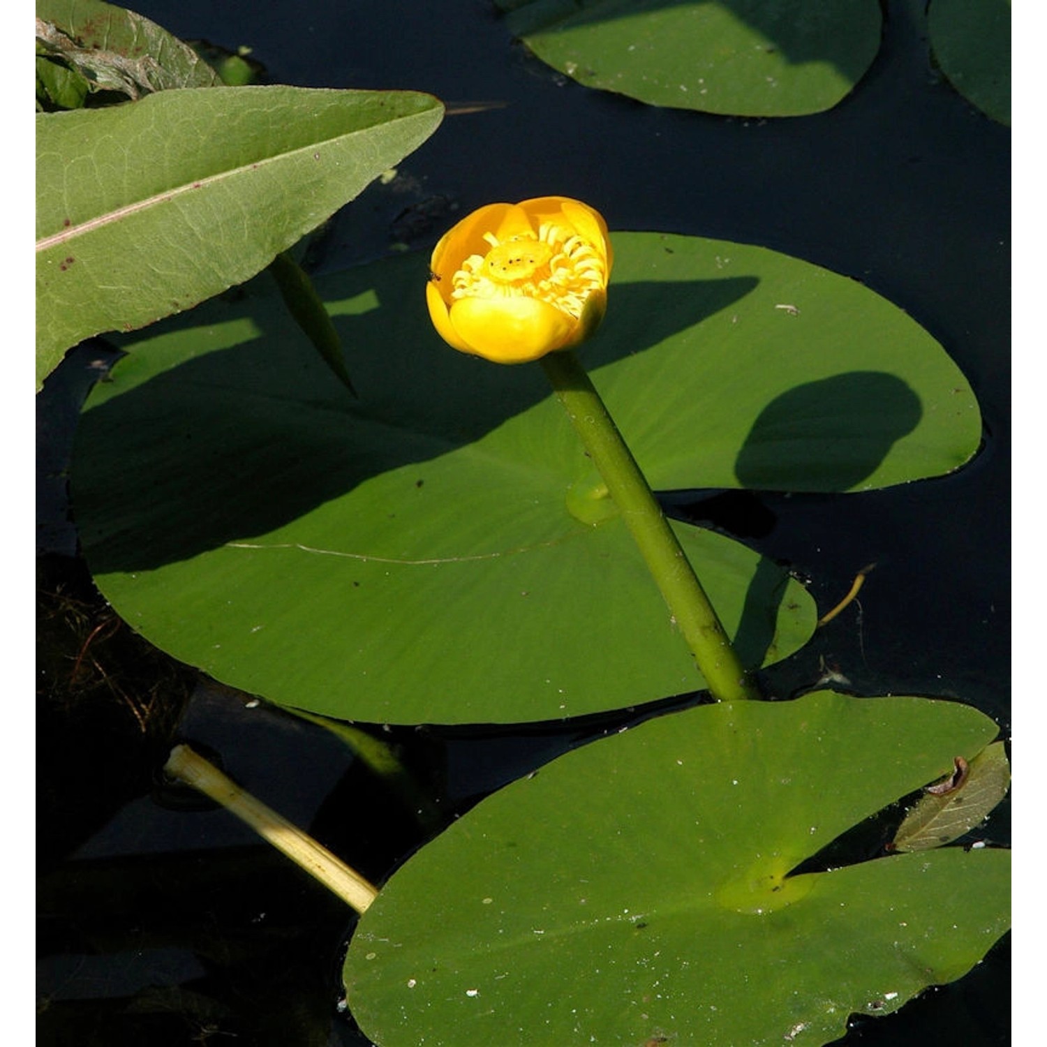 Japanische Seerose - Nuphar japonica Japanische Seerose - Nuphar japonica von Die Nr-01.de