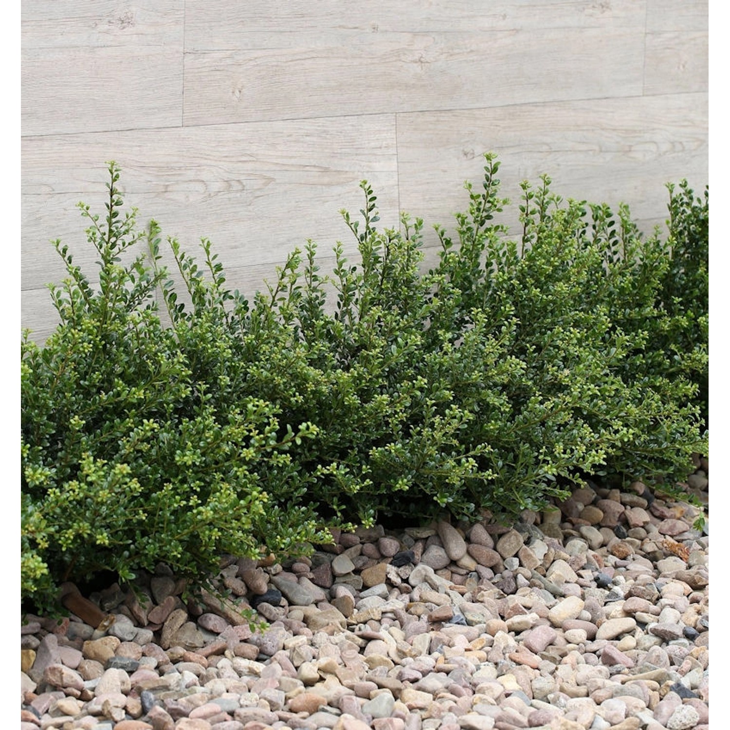 Japanische Zwerg Stechpalme Green Lustre 20-25cm - Ilex crenata Japanische Zwerg Stechpalme Green Lustre 20-25cm - Ilex crenata von Die Nr-01.de