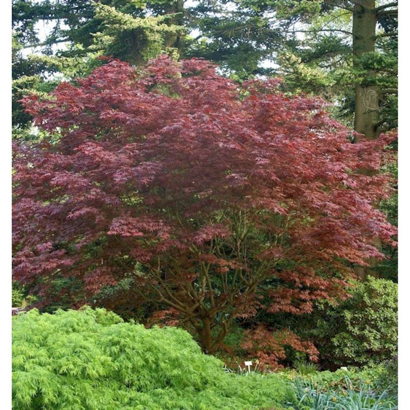 Japanischer Fächer Ahorn Rhode Island Red 40-60cm - Acer palmatum von Die Nr-01.de