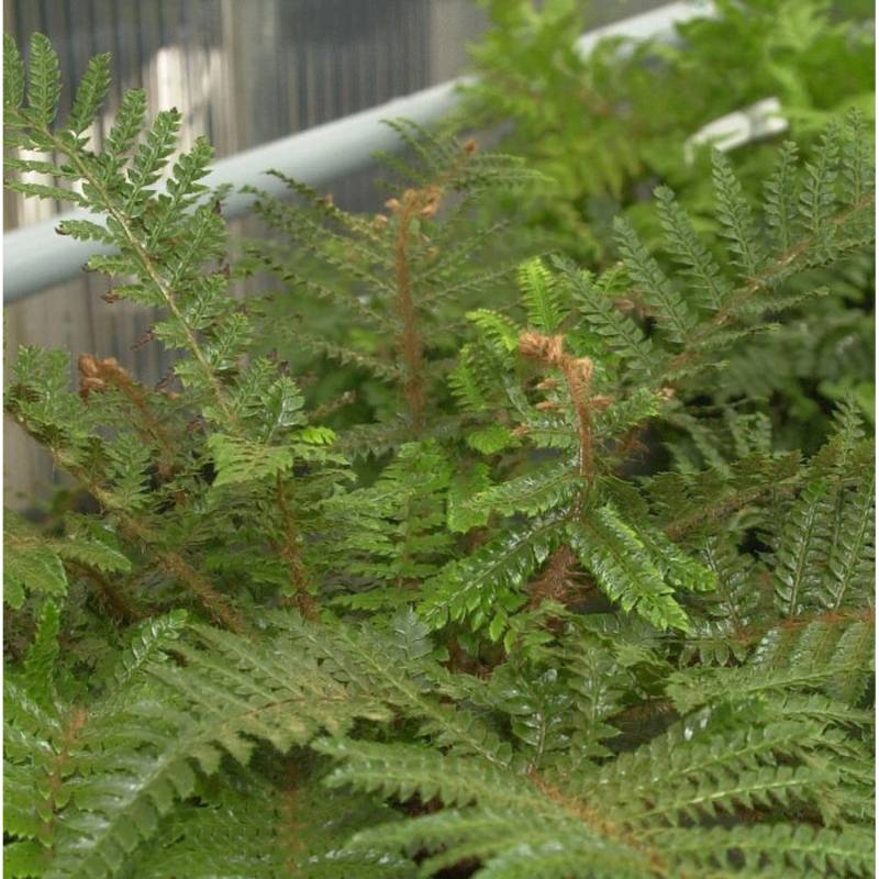 Japanischer Glanzschildfarn - großer Topf - Polystichum polyblepharum von Die Nr-01.de