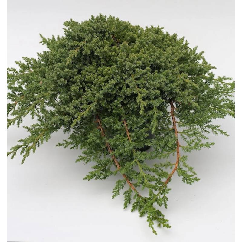 Japanischer Kriechwacholder 40-50cm - Juniperus procumbens Japanischer Kriechwacholder 40-50cm - Juniperus procumbens von Die Nr-01.de