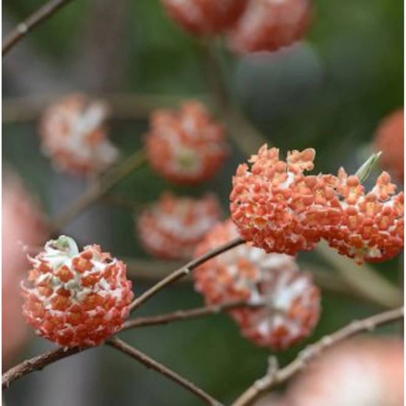 Japanischer Papierbusch Red Dragon 30-40cm - Edgeworthia chrysantha von Die Nr-01.de