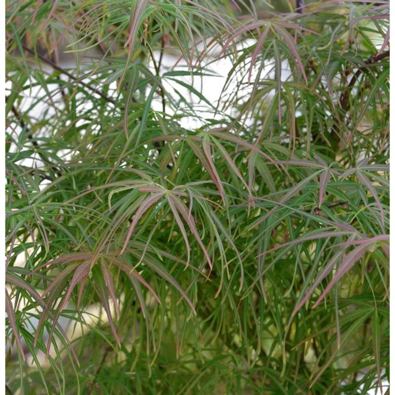 Japanischer Schlitzahorn  scolopendrifolium Atropurpureum 80-100cm - Acer palmatum von Die Nr-01.de