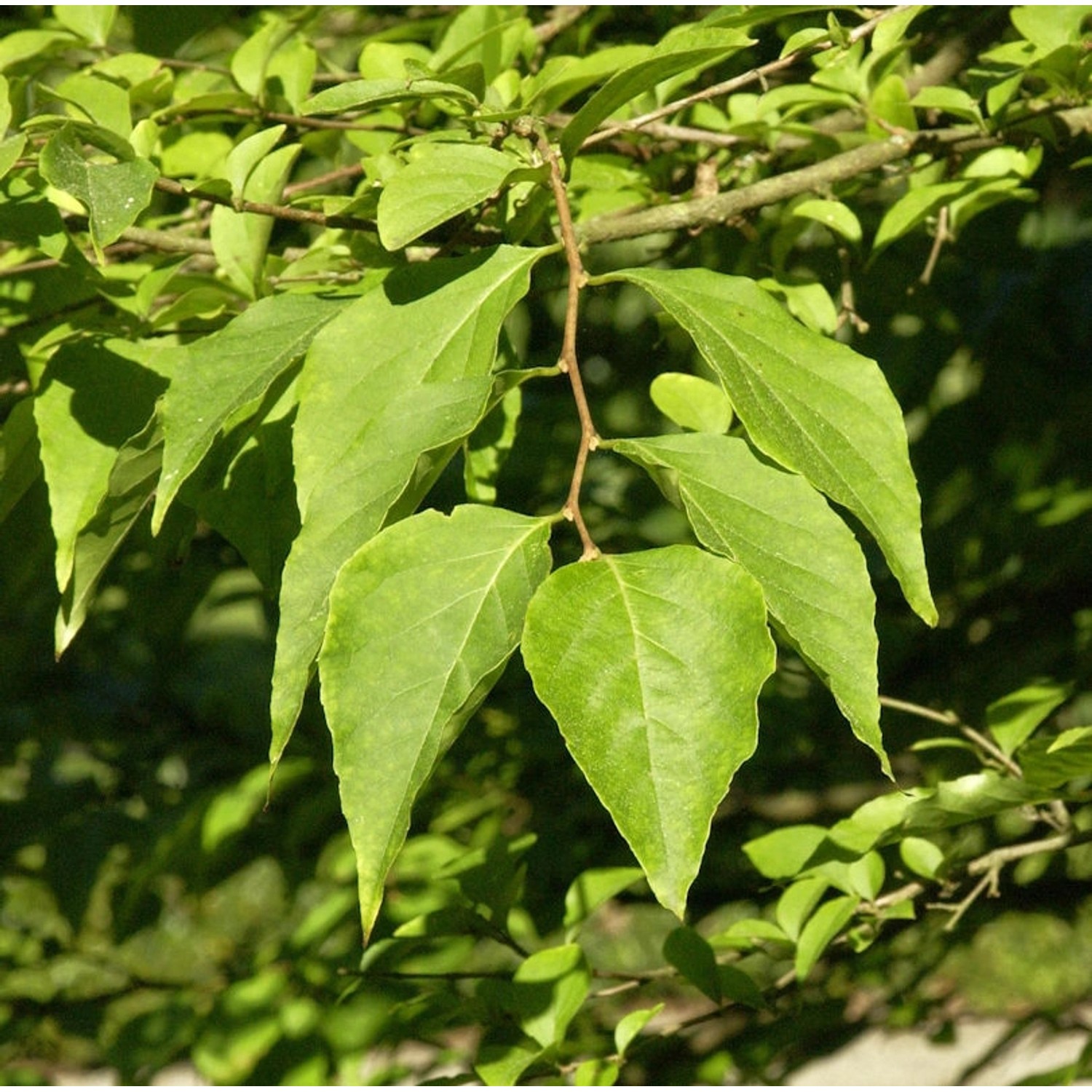 Japanischer Schneeglöckchenstrauch Pink Chimes 60-80cm - Styrax japonica Japanischer Schneeglöckchenstrauch Pink Chimes 60-80cm - Styrax japonica von Die Nr-01.de