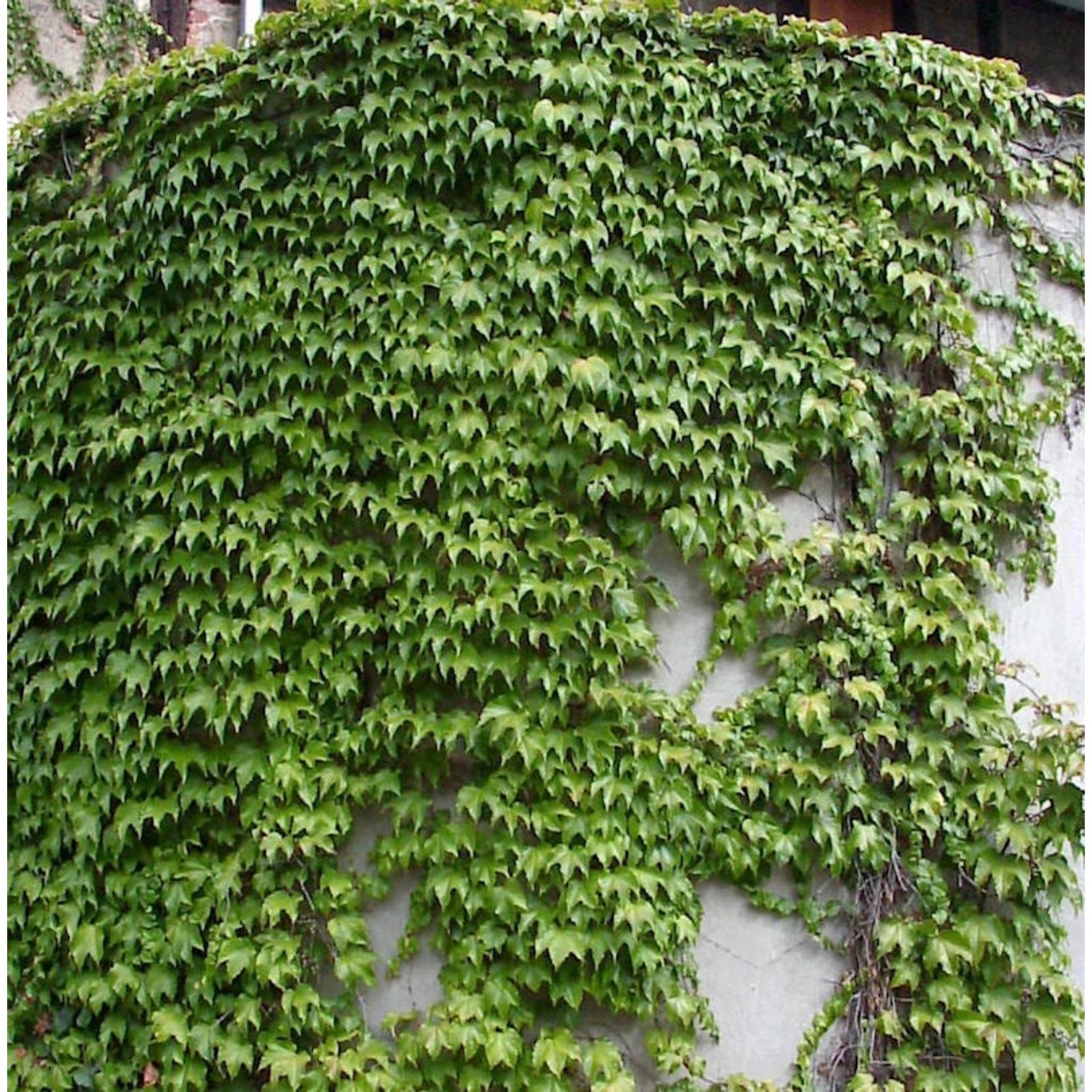 Jungfernrebe Green Sping 100-125cm - Parthenocissus tricuspidata Jungfernrebe Green Sping 100-125cm - Parthenocissus tricuspidata von Die Nr-01.de