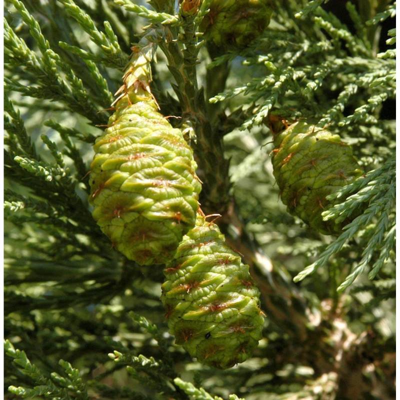 Kalifornischer Mammutbaum 80-100cm - Sequoiadendron giganteum Kalifornischer Mammutbaum 80-100cm - Sequoiadendron giganteum von Die Nr-01.de