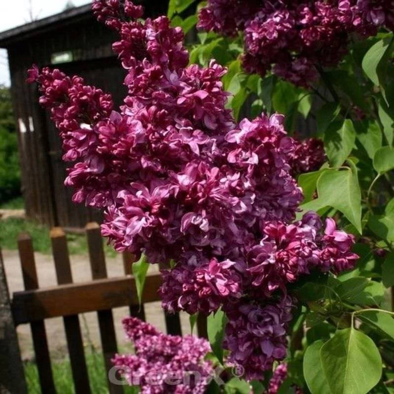 Kanadische Flieder Red Wine 30-40cm - Syringa prestoniae von Die Nr-01.de