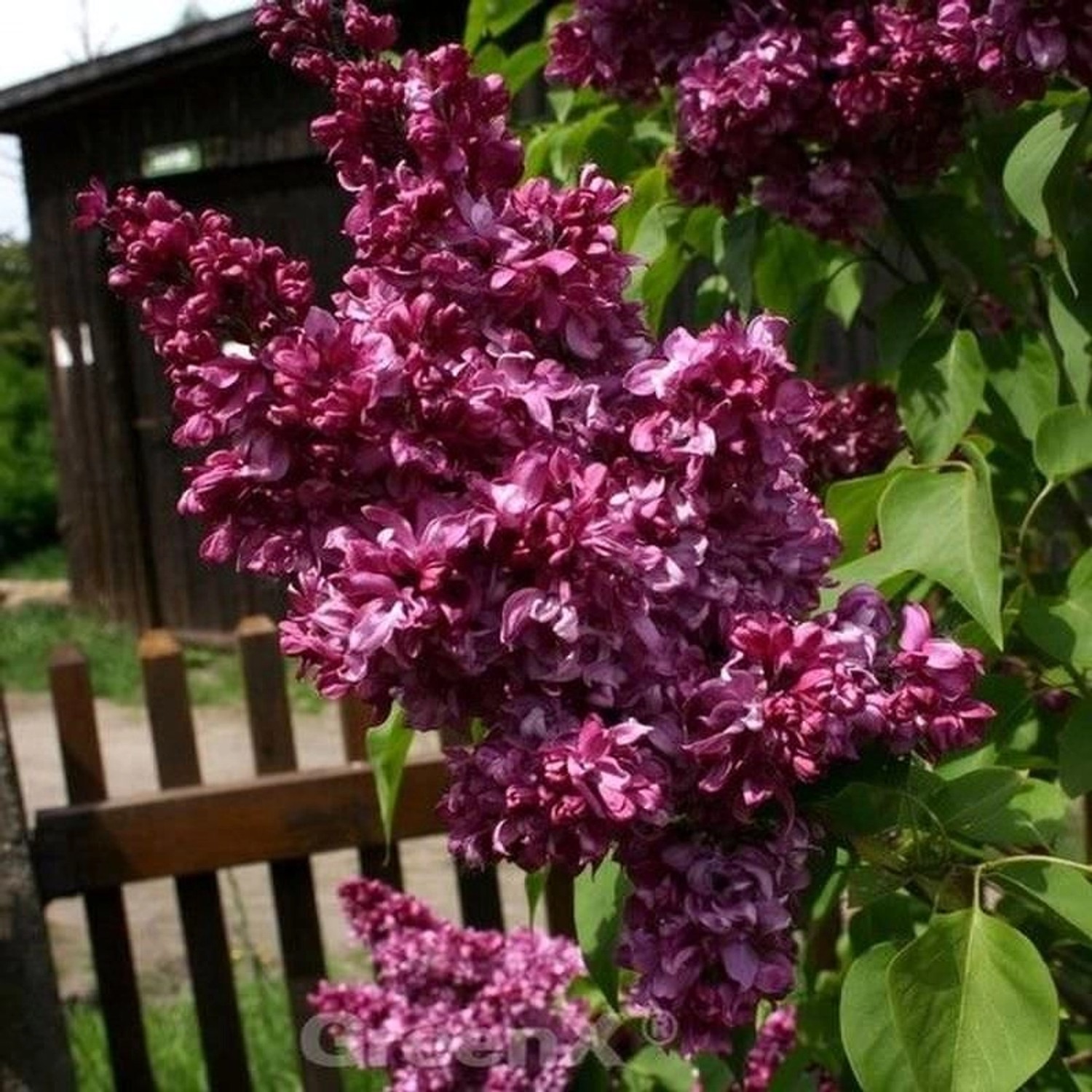 Kanadische Flieder Red Wine 40-60cm - Syringa prestoniae Kanadische Flieder Red Wine 40-60cm - Syringa prestoniae von Die Nr-01.de
