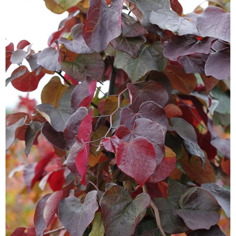 Kanadischer Judasbaum Merlot 80-100cm - Cercis canadensis von Die Nr-01.de