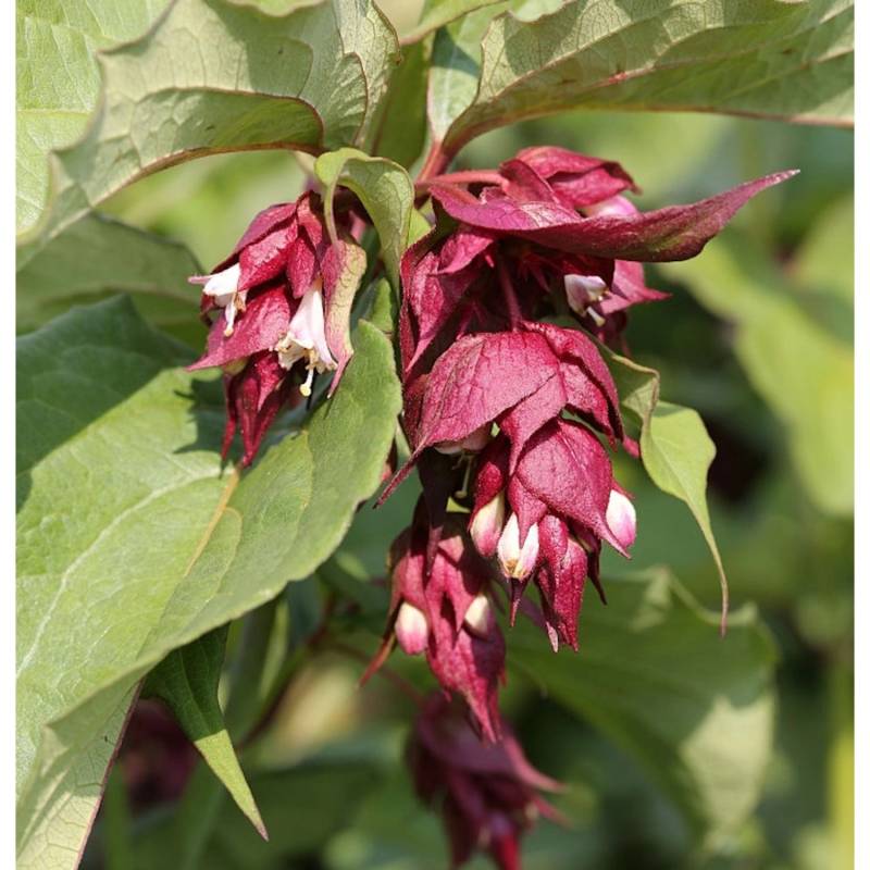 Karamellstrauch Purple Rain 80-100cm - Leycesteria formosa von Die Nr-01.de