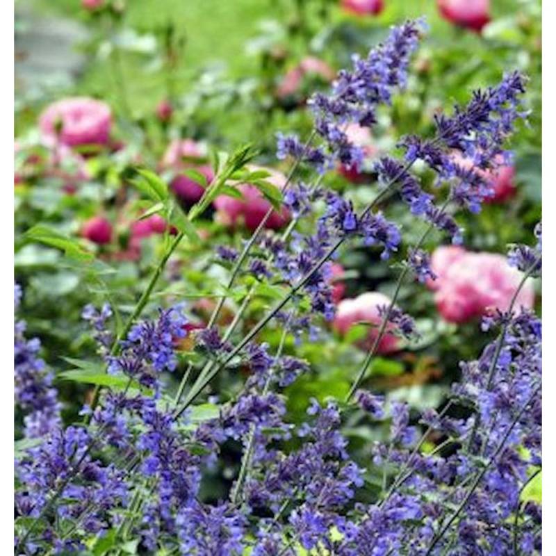 Katzenminze Pool Bank - Nepeta grandiflora von Die Nr-01.de