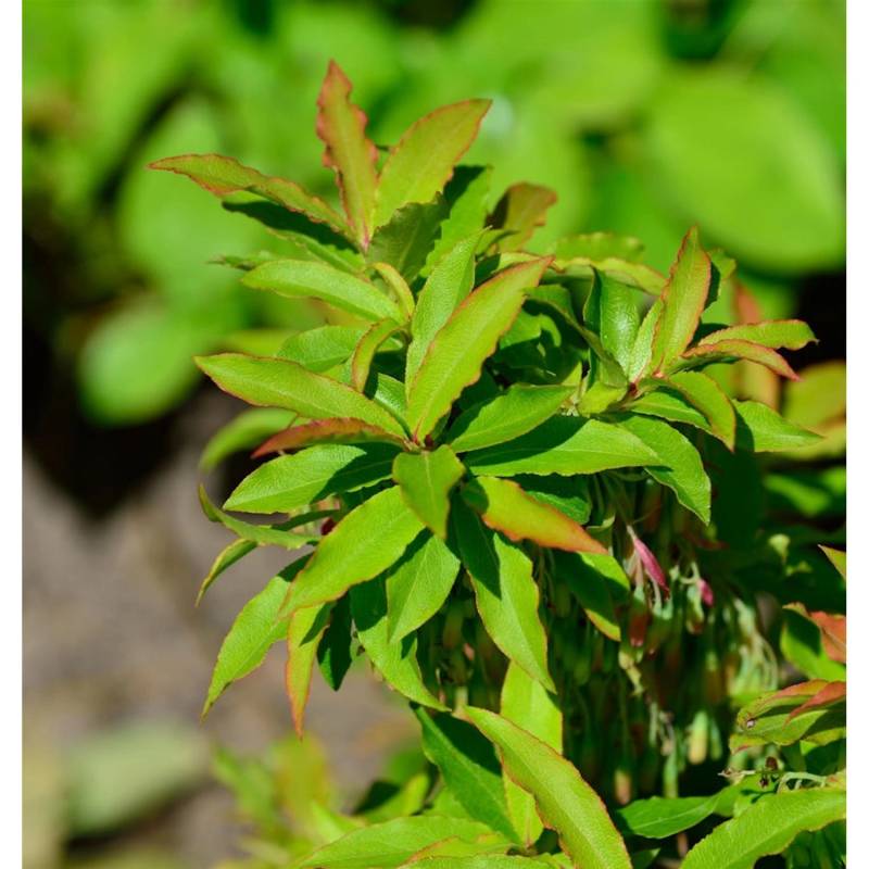 Kaukasische Heidelbeere 20-25cm - Vaccinium arctostaphylos von Die Nr-01.de
