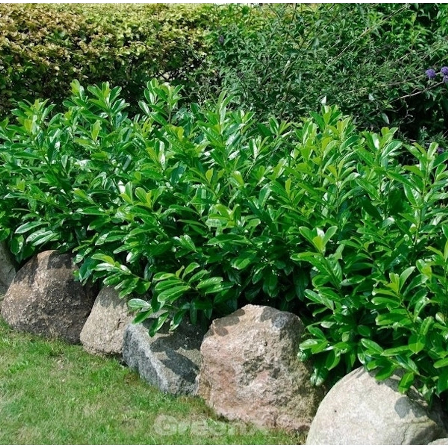 Kaukasische Lorbeerkirsche 60-80cm - Prunus laurocerasus Kaukasische Lorbeerkirsche 60-80cm - Prunus laurocerasus von Die Nr-01.de