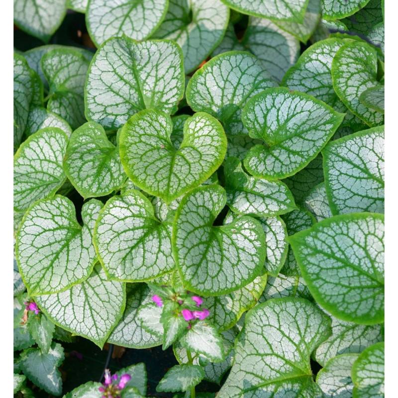 Kaukasus Vergißmeinnicht Silver Wings - Brunnera macrophylla von Die Nr-01.de