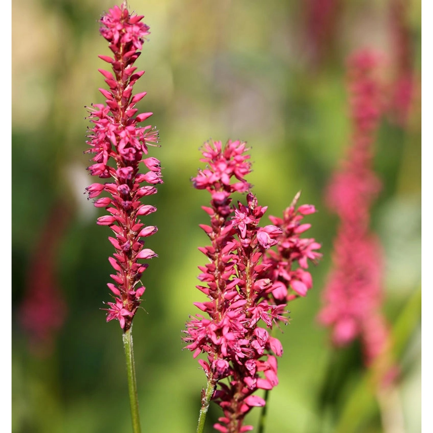 Kerzenknöterich Orange Field - Persicaria amplexicaulis von Die Nr-01.de