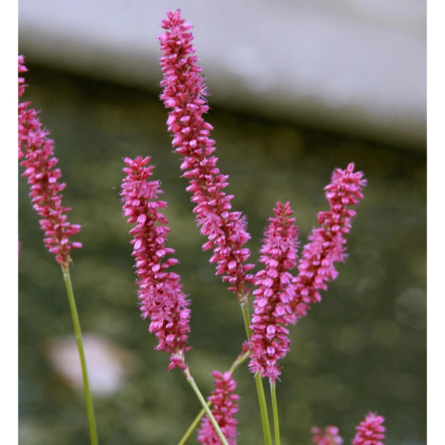Kerzenknöterich Pink Elephant - Persicaria amplexicaulis Kerzenknöterich Pink Elephant - Persicaria amplexicaulis von Die Nr-01.de