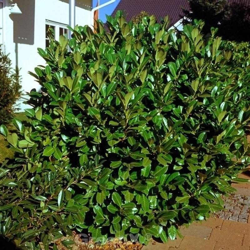 Kirschlorbeer Rotundifolia 40-60cm - Prunus laurocerasus von Die Nr-01.de
