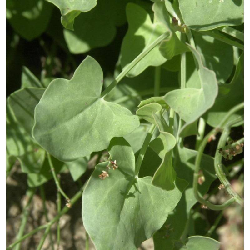 Kissen-Knöterich - Persicaria kahil von Die Nr-01.de