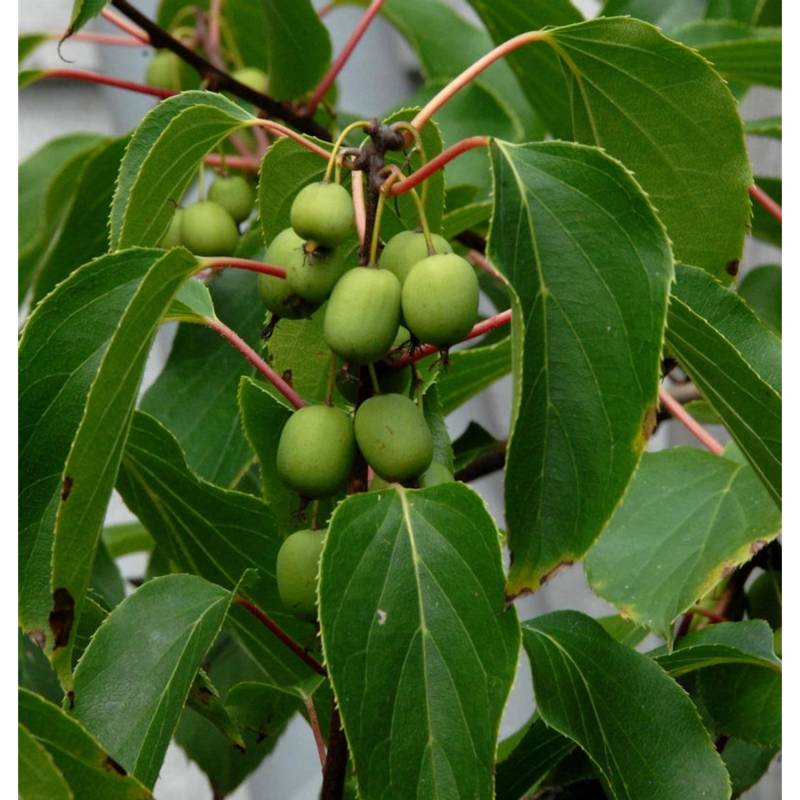 Kiwi 60-80cm - Actinidia arguta von Die Nr-01.de