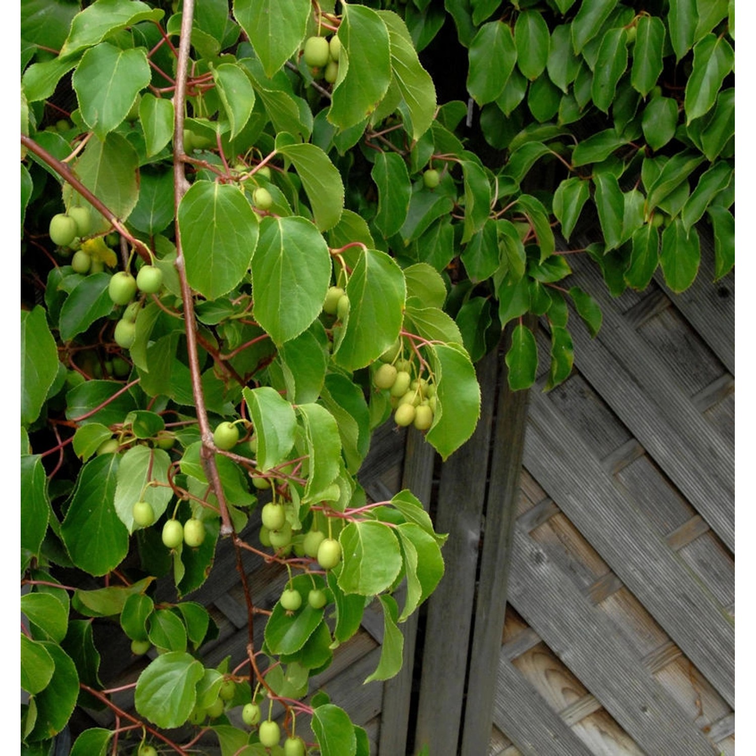 Kiwi Weiki weiblich 40-60cm - Actinidia arguta Kiwi Weiki weiblich 40-60cm - Actinidia arguta von Die Nr-01.de