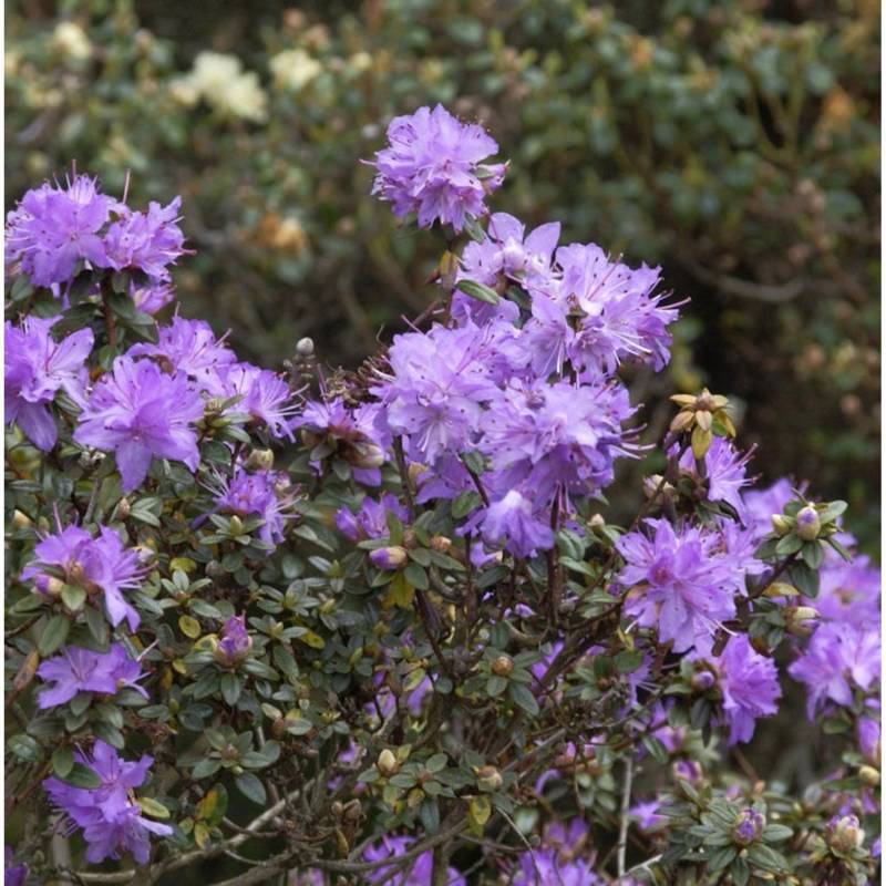 Kleinblättriger Rhododendron 15-20cm - Rhododendron impeditum - Zwerg Alpenrose von Die Nr-01.de