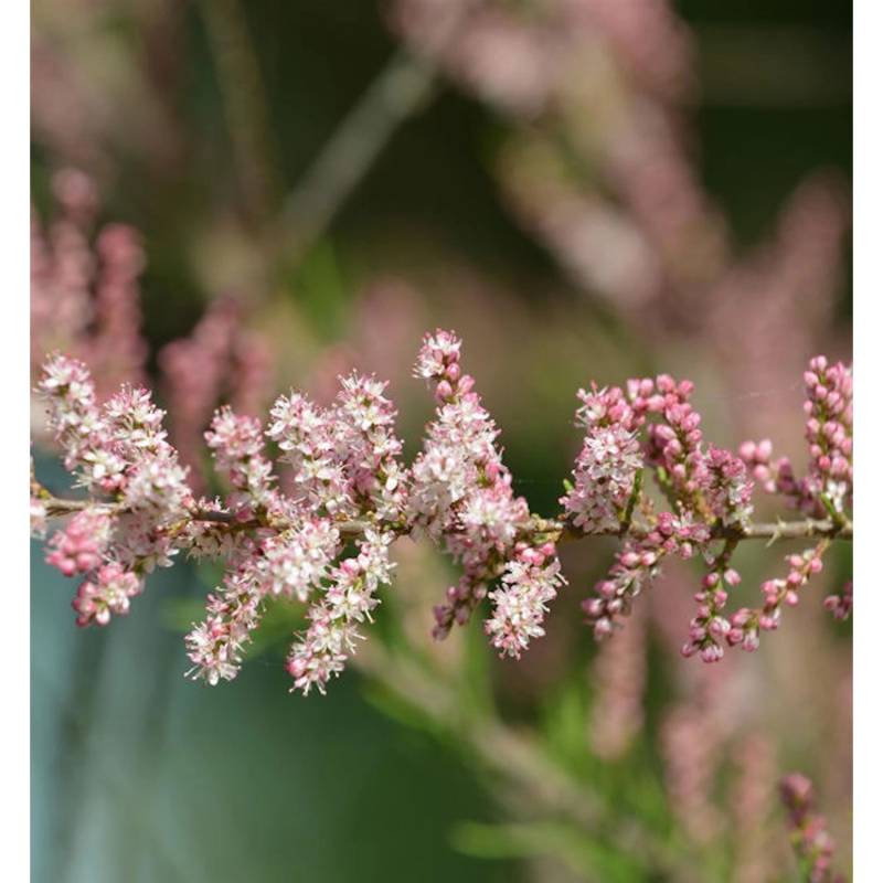 Kleinblütige Tamariske 80-100cm - Tamarix parviflora von Die Nr-01.de