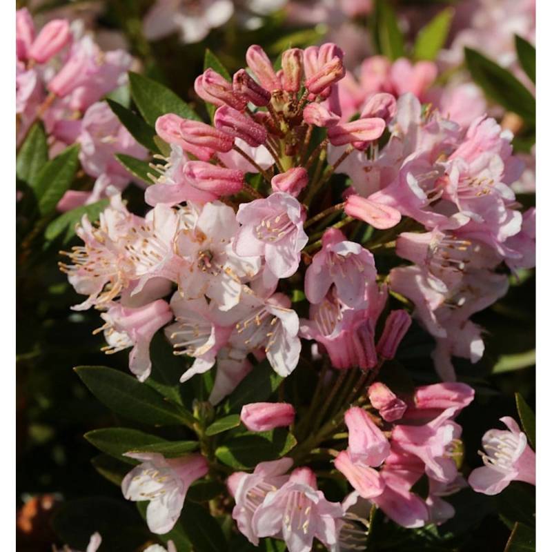 Kleinblütiger Rhododendron Bloombux 30-40cm - Rhododendron micranthum von Die Nr-01.de