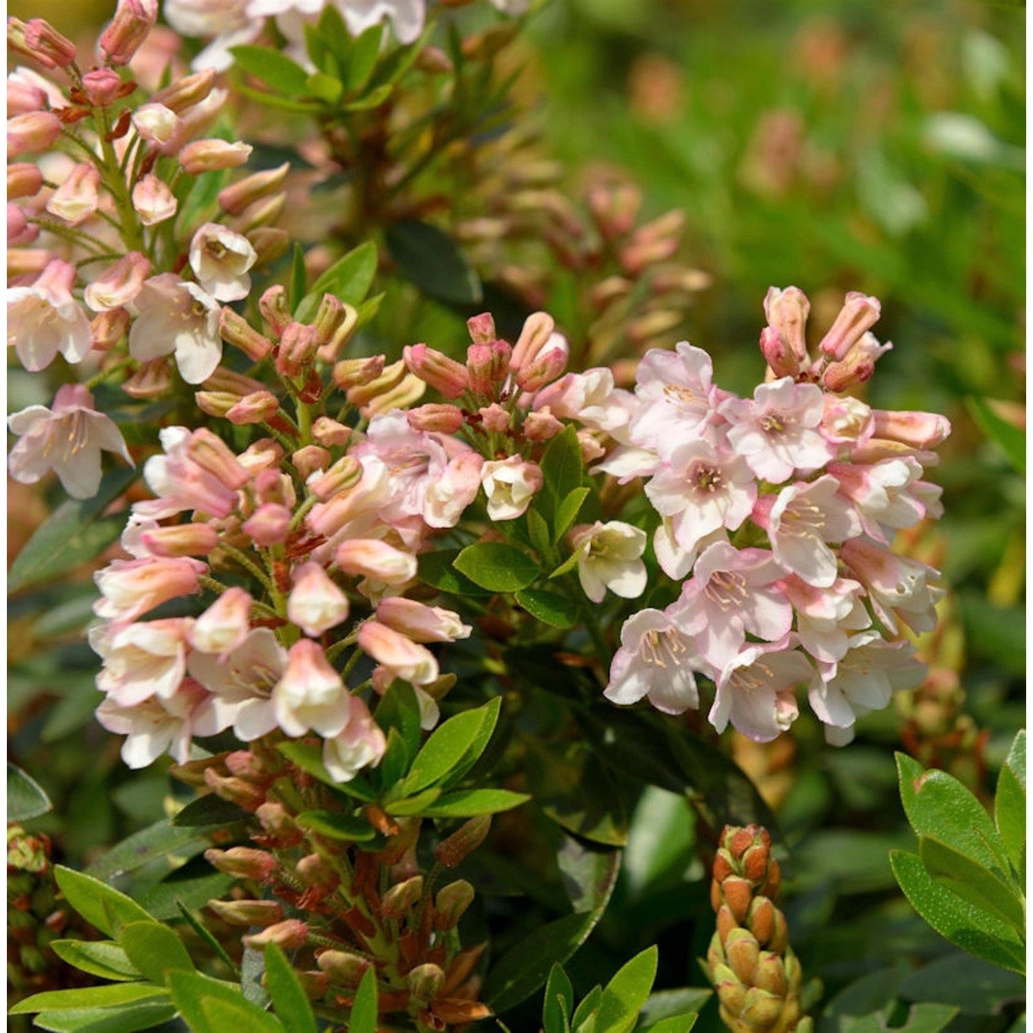 Kleinblütiger Rhododendron Bloombux Magenta 25-30cm - Rhododendron micranthum Kleinblütiger Rhododendron Bloombux Magenta 25-30cm - Rhododendron micranthum von Die Nr-01.de