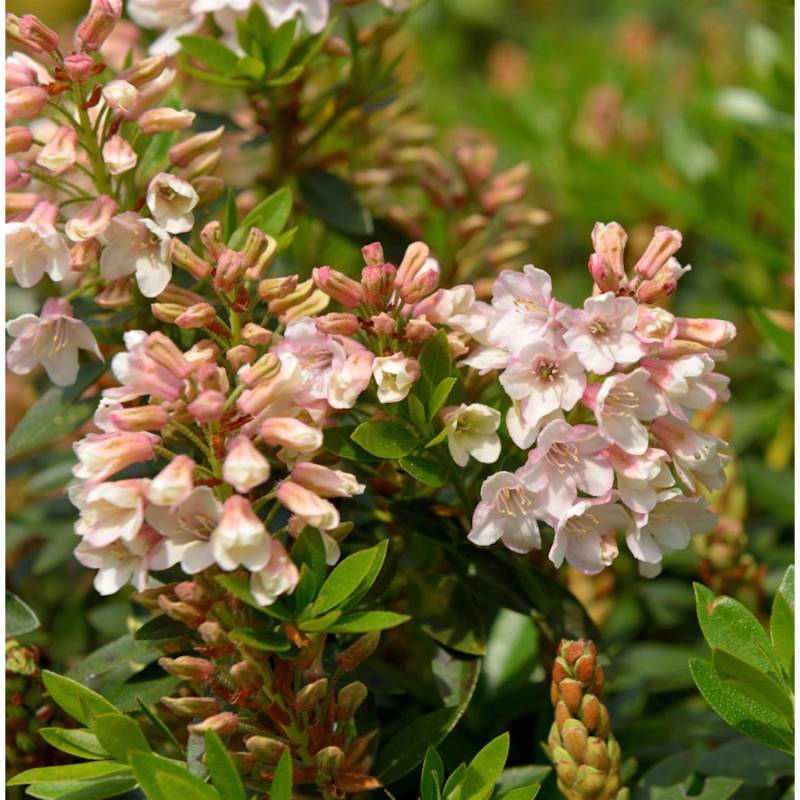 Kleinblütiger Rhododendron Bloombux Magenta 30-40cm - Rhododendron micranthum von Die Nr-01.de