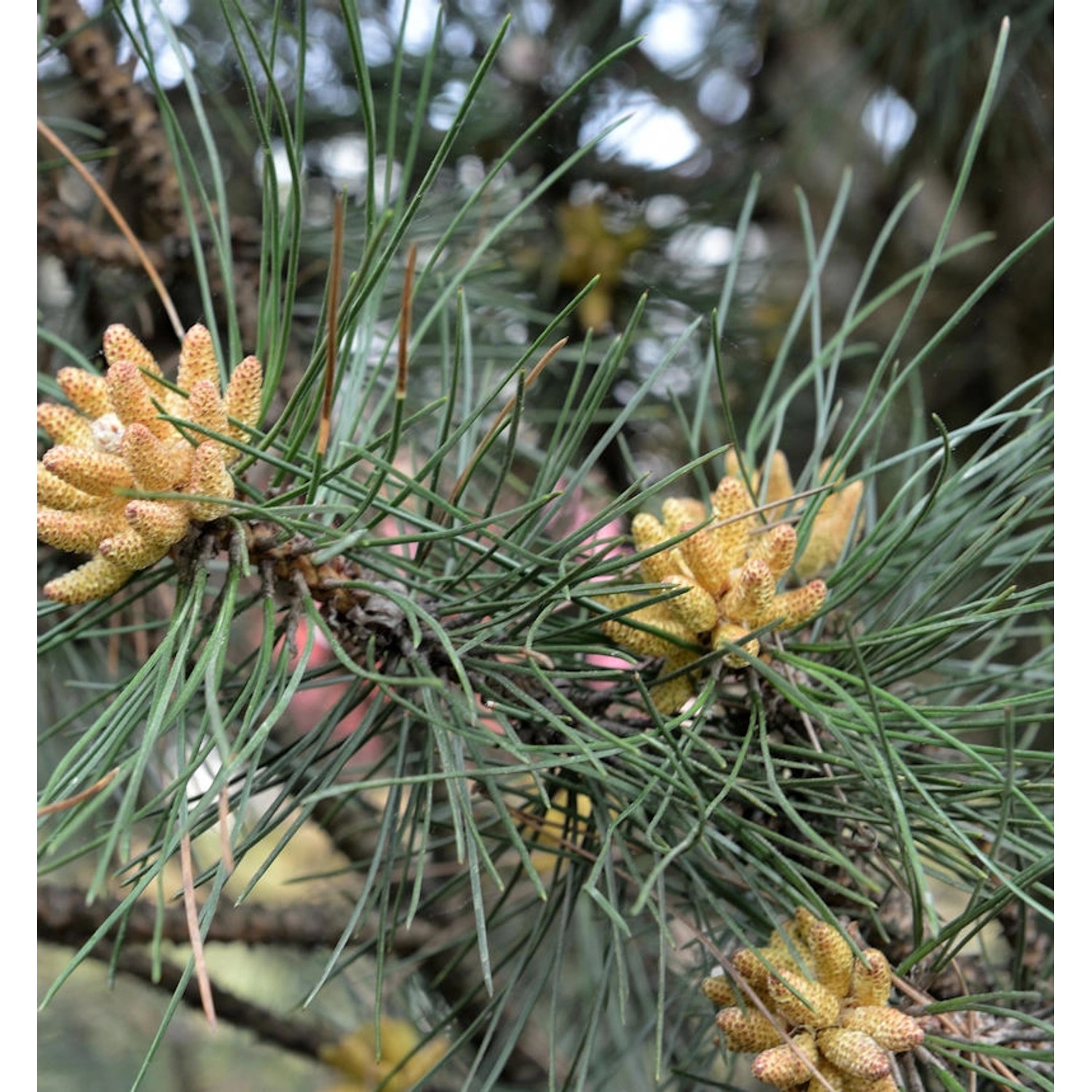 Kleine Säulen Schwarz Kiefer Komet 30-40cm - Pinus nigra Kleine Säulen Schwarz Kiefer Komet 30-40cm - Pinus nigra von Die Nr-01.de