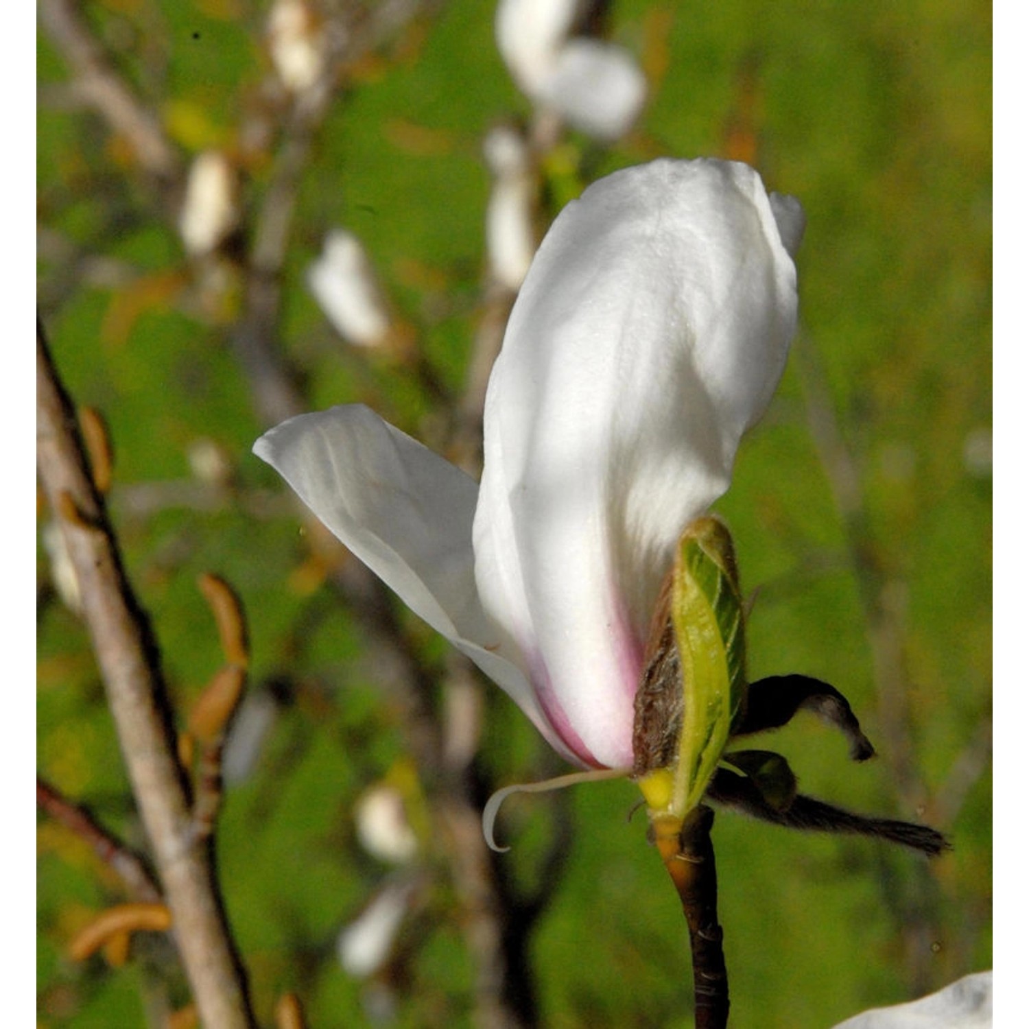Kleine Sternmagnolie rosa 40-60cm - Magnolia stellata von Die Nr-01.de