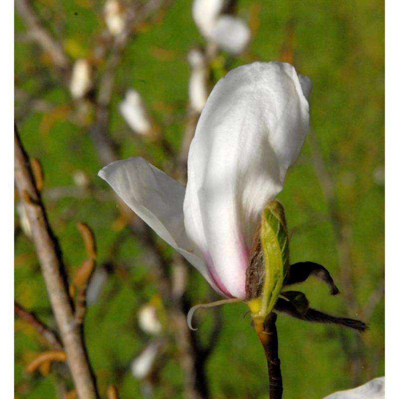 Kleine Sternmagnolie rosa 40-60cm - Magnolia stellata von Die Nr-01.de