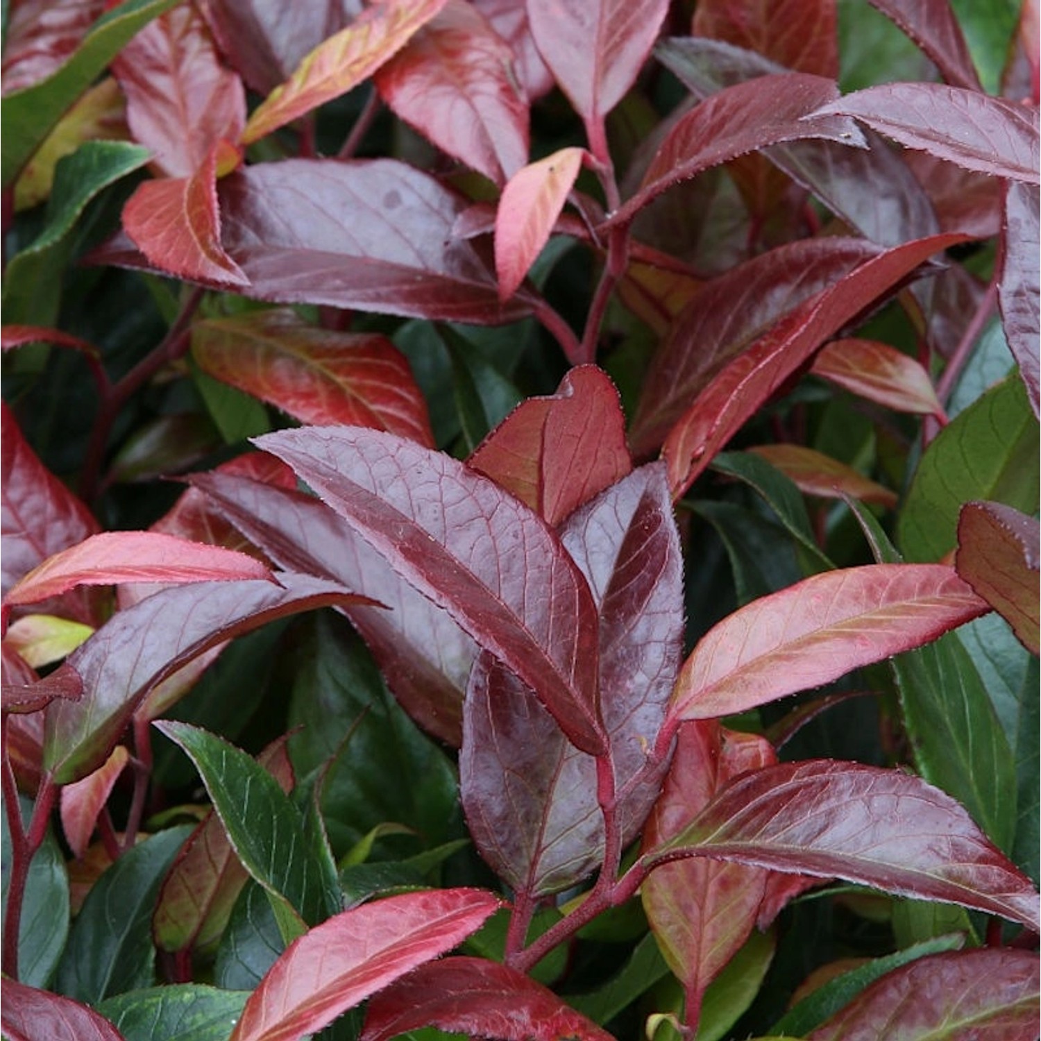 Kleine Traubenheide Royal Ruby 60-80cm - Leucothoe keikei Kleine Traubenheide Royal Ruby 60-80cm - Leucothoe keikei von Die Nr-01.de