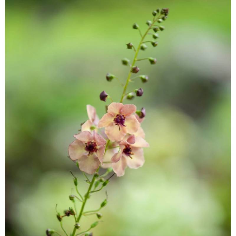 Königskerze Jackie in Pink - Verbascum cultorum von Die Nr-01.de