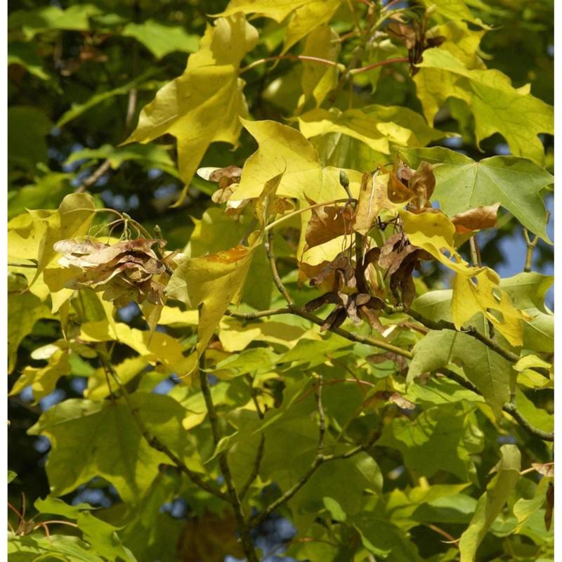 Kolchische Gold Ahorn 80-100cm - Acer cappadocicum Aureum von Die Nr-01.de