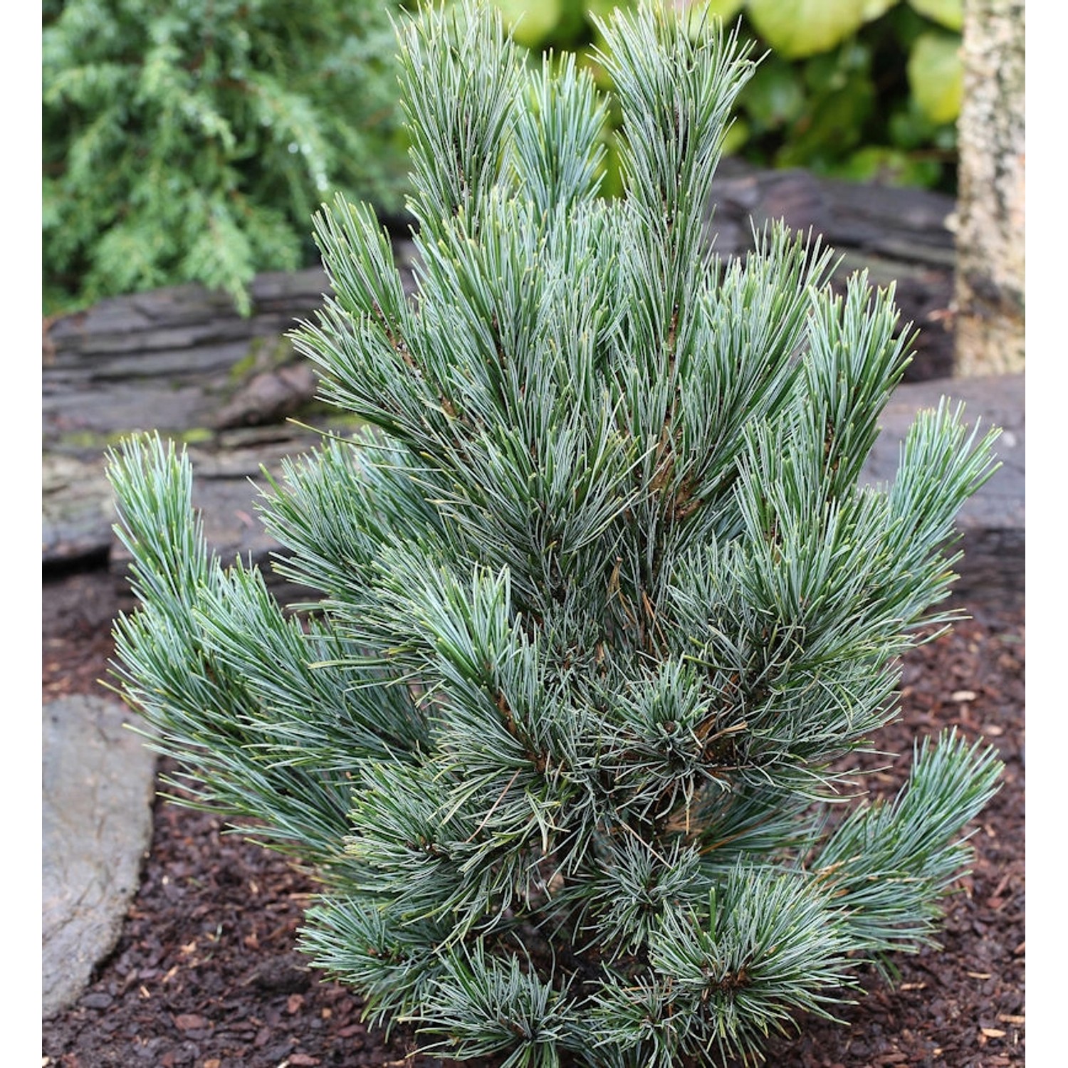 Kompakte Blauzirbelkiefer 70-80cm - Pinus cembra Kompakte Blauzirbelkiefer 70-80cm - Pinus cembra von Die Nr-01.de