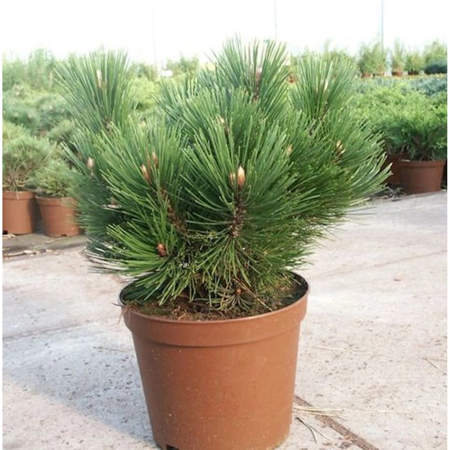Kompakte Schlangenhautkiefer Dem Ouden 80-100cm - Pinus leucodermis von Die Nr-01.de