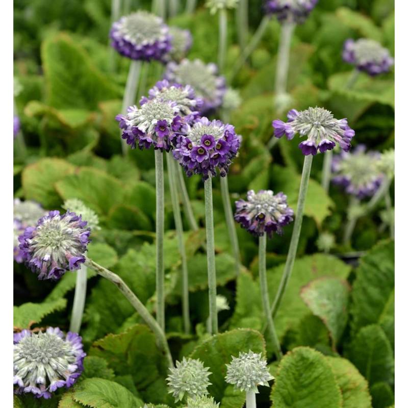 Kopf Primel Noverna Deep Blue - Primula capitata von Die Nr-01.de