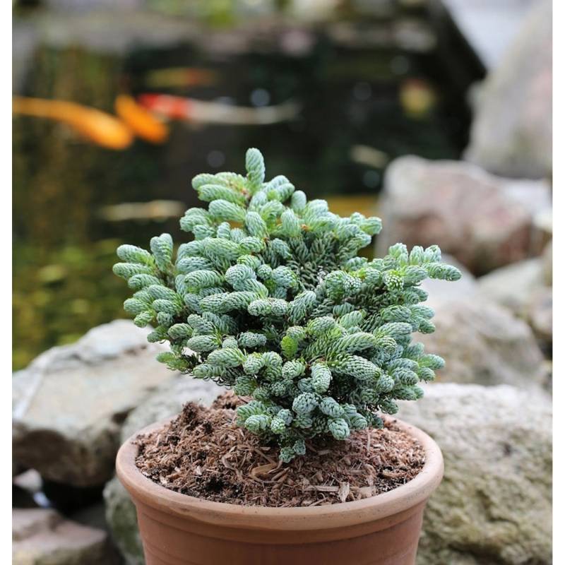 Koreatanne Kohouts Icebreaker 40-50cm - Abies koreana Koreatanne Kohouts Icebreaker 40-50cm - Abies koreana von Die Nr-01.de