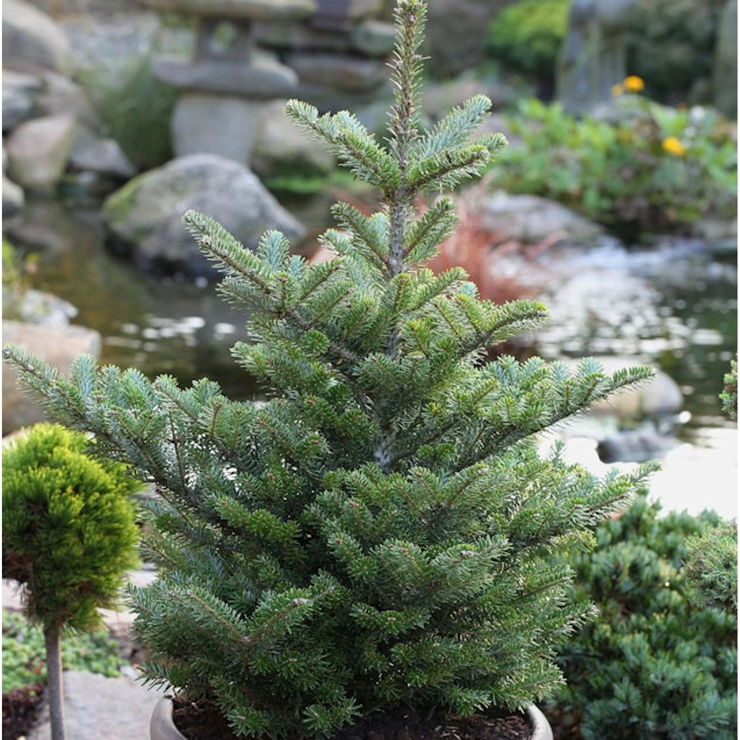 Koreatanne Molli 70-80cm - Abies koreana von Die Nr-01.de